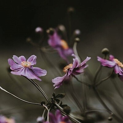 Cereria Molla - Black Orchid & Lily Spray Home