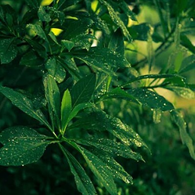 Cereria Molla - Tea and Lemongrass Spray Home   